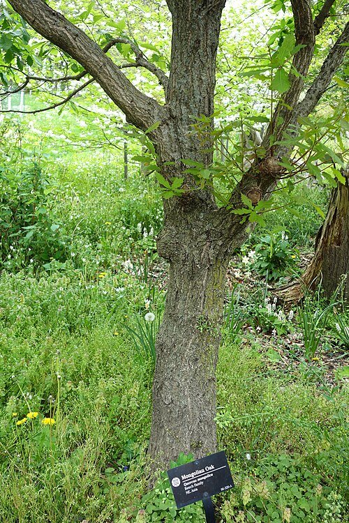Mongolian oak: Botanical specimen in the Morris Arboretum, 100 East Northwestern Avenue, Chestnut Hill, Philadelphia, Pennsylvania, USA.