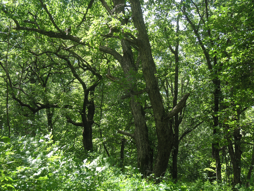 Mongolian oak (Quercus mongolica)