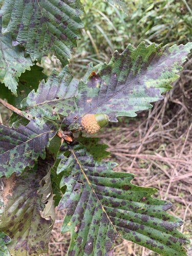 Mongolian oak (Quercus mongolica)