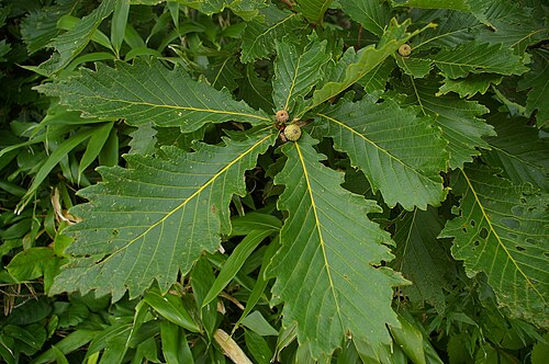 Mongolian oak: The leaves of Quercus mongolica .