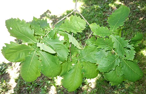 Mongolian oak: Botanical specimen in Arnold Arboretum, Jamaica Plain, Boston, Massachusetts, USA.