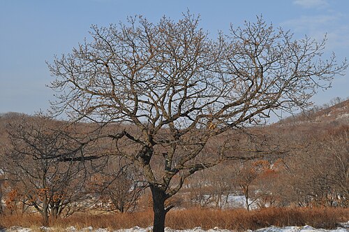 Mongolian oak: The Mongolian Oak ( Quercus mongolica ) in December 2009. Suburb of Nakhodka, Southern Sihote-Alin.