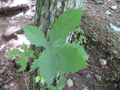 Mongolian oak (Quercus mongolica)