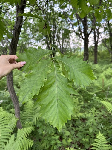 Mongolian oak (Quercus mongolica)