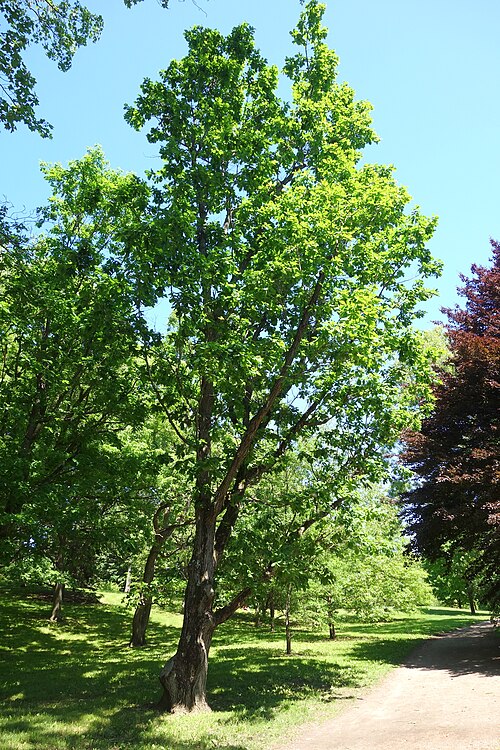 Mongolian oak: Botanical specimen in Arnold Arboretum, Jamaica Plain, Boston, Massachusetts, USA.