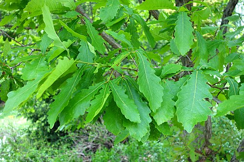 Mongolian oak: Botanical specimen in the Morris Arboretum, 100 East Northwestern Avenue, Chestnut Hill, Philadelphia, Pennsylvania, USA.