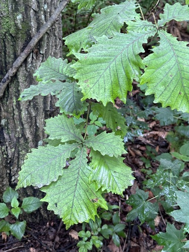 Mongolian oak (Quercus mongolica)