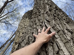 Chestnut oak (Quercus montana)