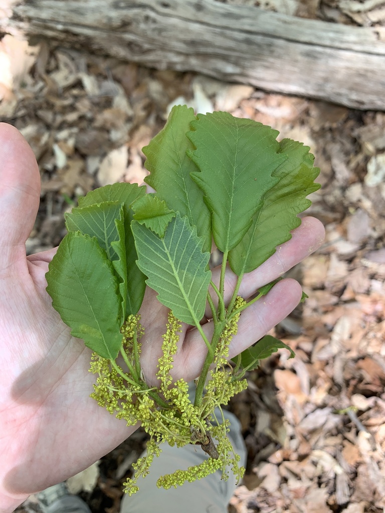 Chestnut oak (Quercus montana)