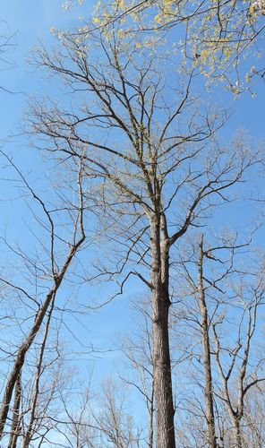 Chestnut oak (Quercus montana)