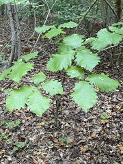 Chestnut oak (Quercus montana)
