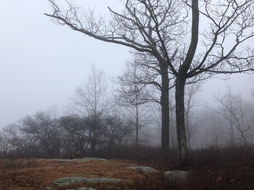Chestnut oak (Quercus montana)