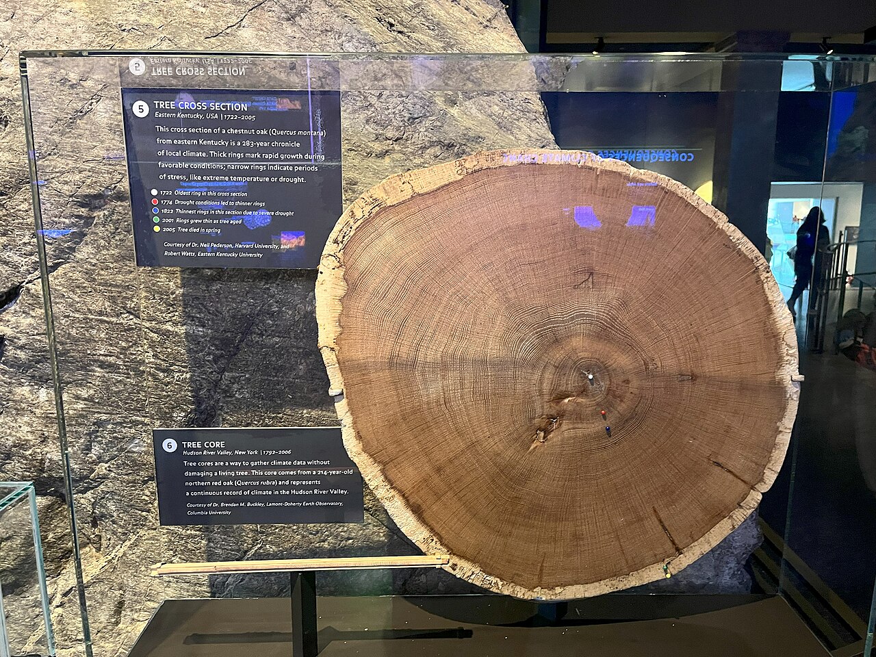 Chestnut oak: Growth rings of 283 old Quercus montana.