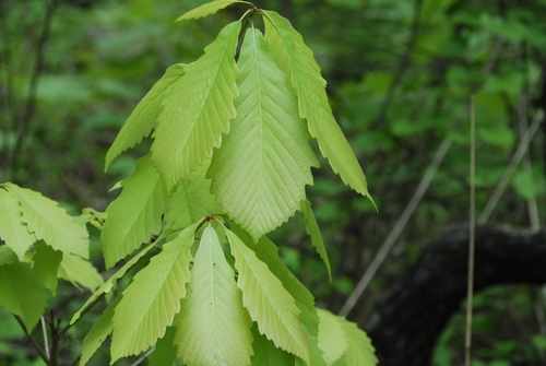 Chestnut oak (Quercus montana)