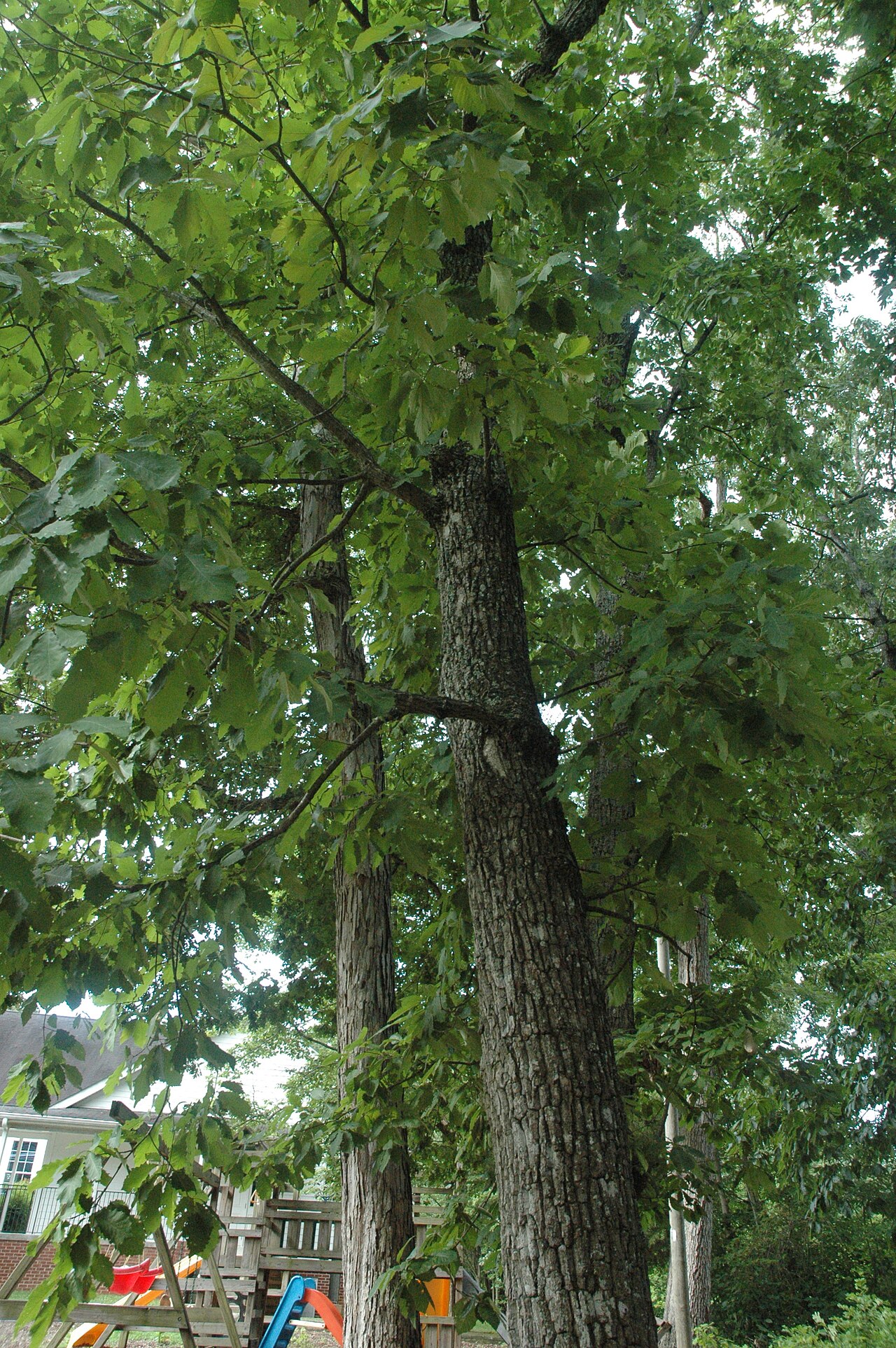 Chestnut oak: Quercus montana