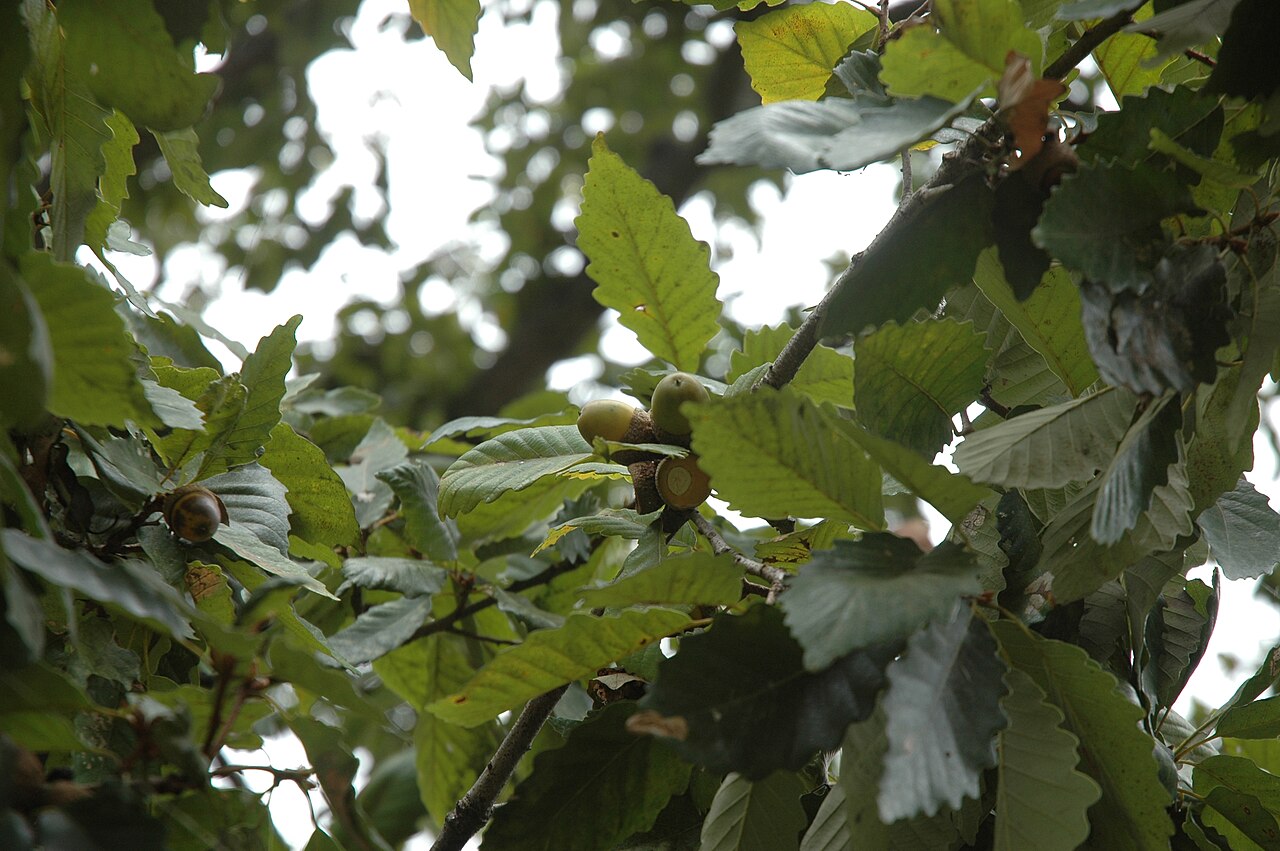 Chestnut oak: Quercus montana