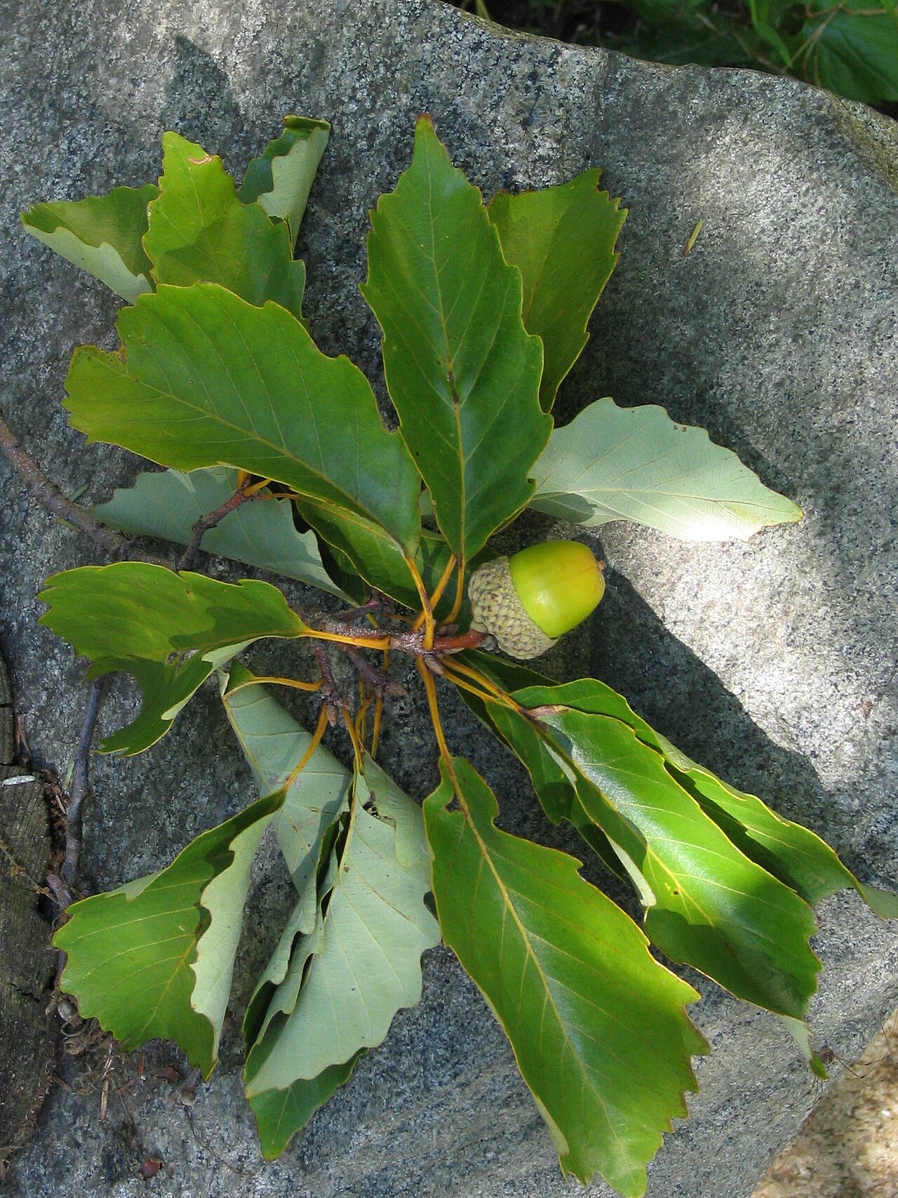 Chestnut oak: Image of Quercus montana