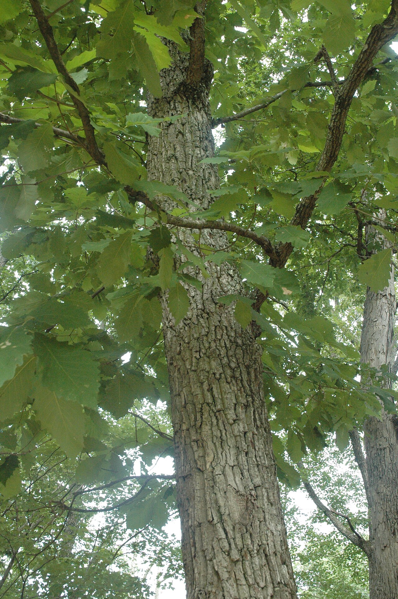 Chestnut oak: Quercus montana