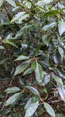 Quercus morii (Quercus morii)