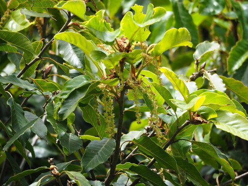 Quercus morii (Quercus morii)