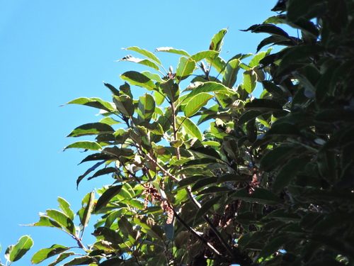Quercus morii (Quercus morii)
