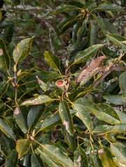 Quercus morii (Quercus morii)