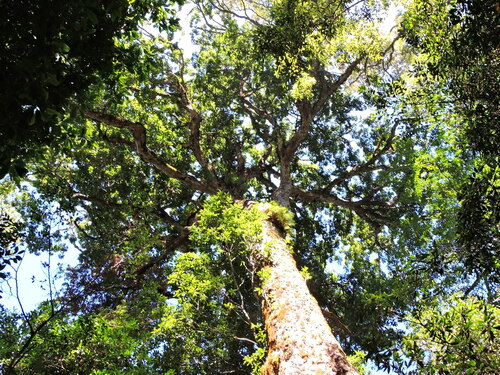 Quercus morii (Quercus morii)