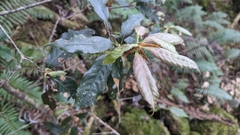 Quercus morii (Quercus morii)