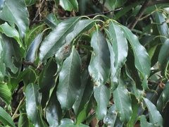 Quercus morii (Quercus morii)