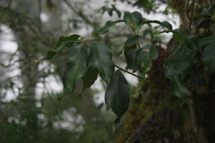 Quercus morii (Quercus morii)