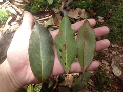 Quercus morii (Quercus morii)