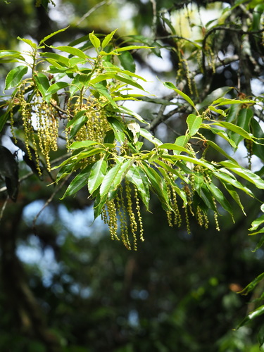 Quercus morii (Quercus morii)