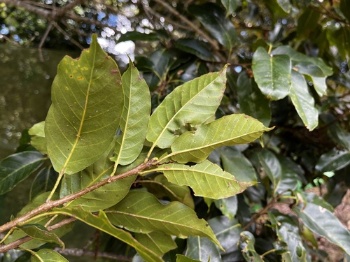 Quercus morii (Quercus morii)