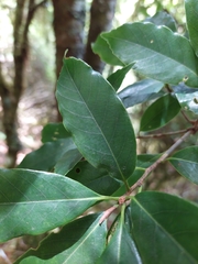 Quercus morii (Quercus morii)