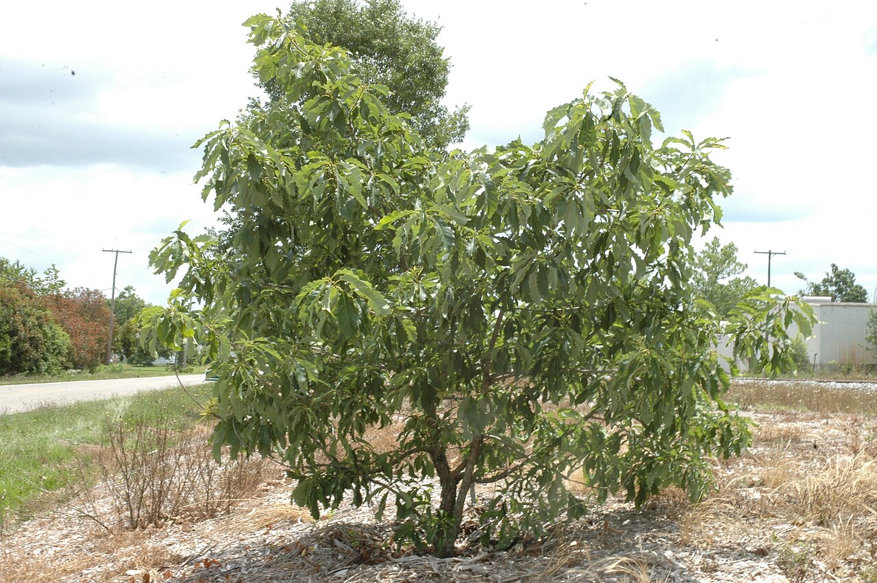 Yellow chestnut oak: Quercus olgethorpensis