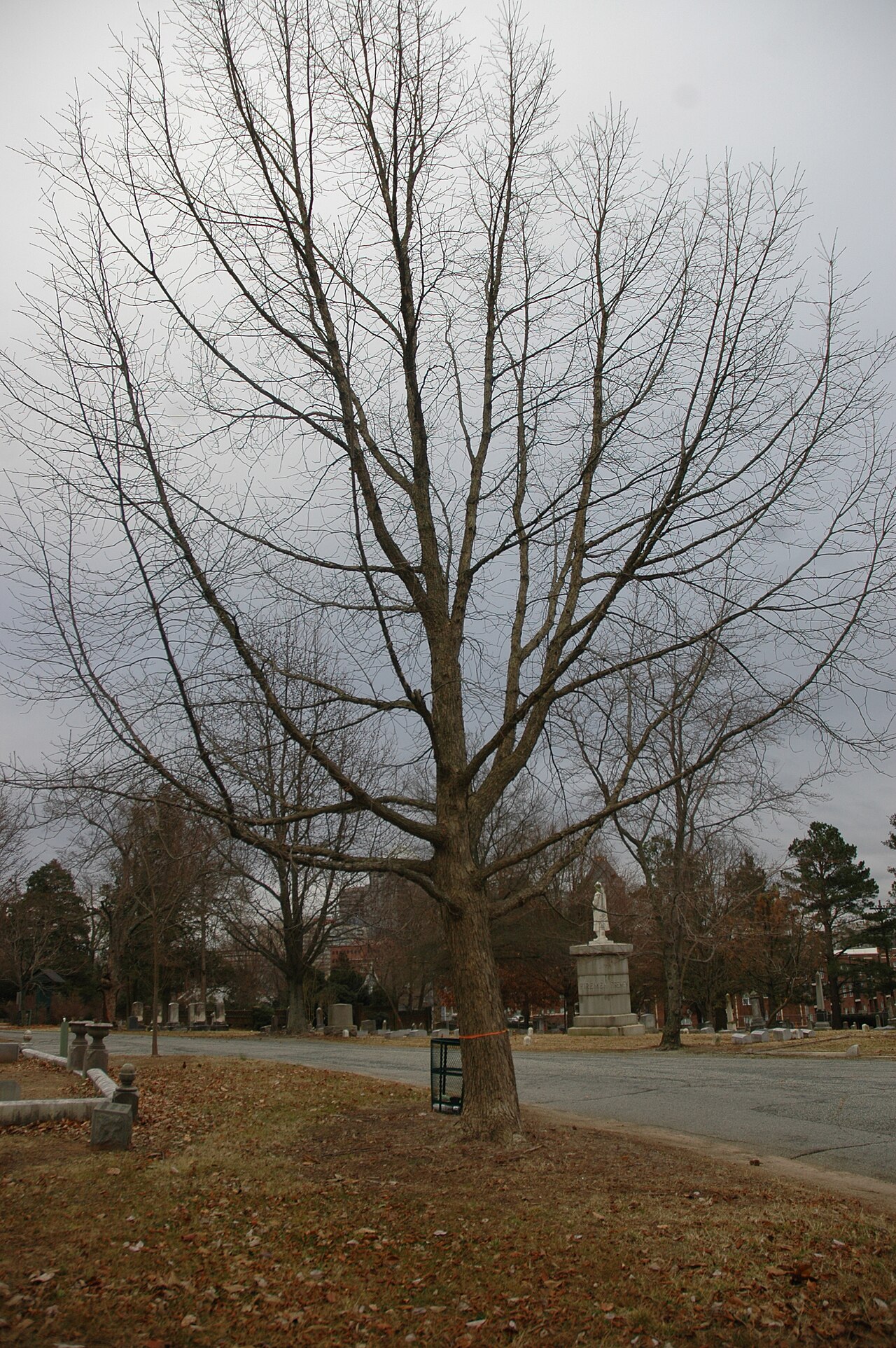 Yellow chestnut oak: Quercus muehlenbergii