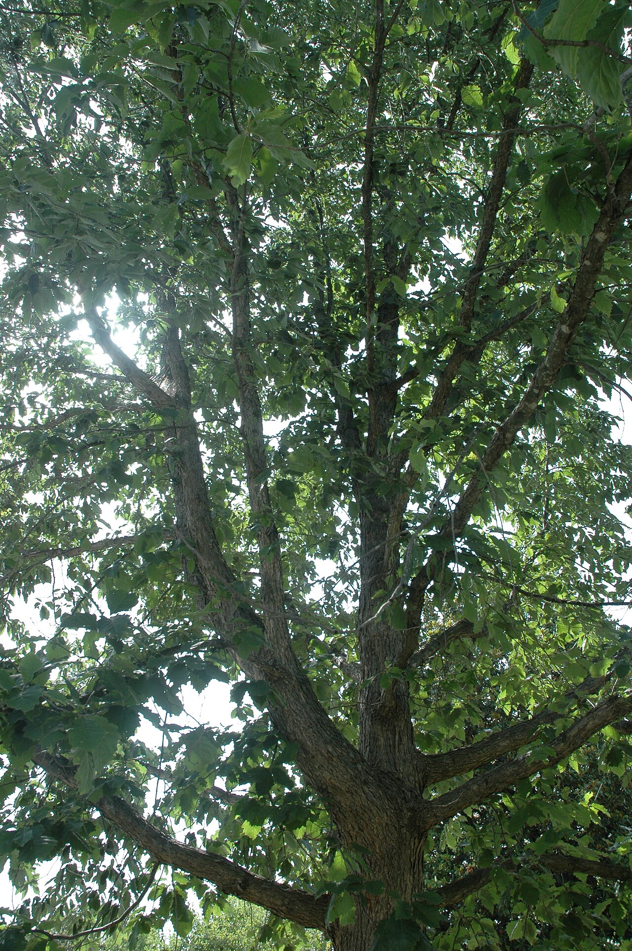 Yellow chestnut oak: Quercus muehlenbergii