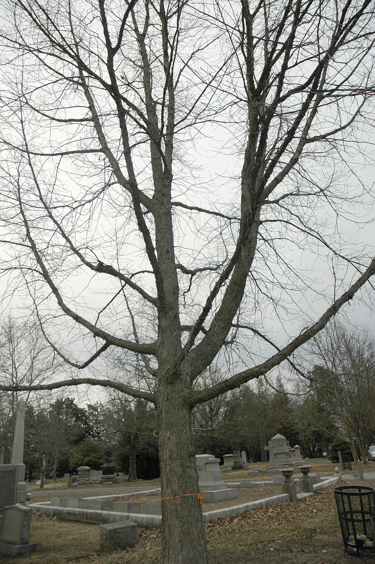 Yellow chestnut oak: Quercus muehlenbergii