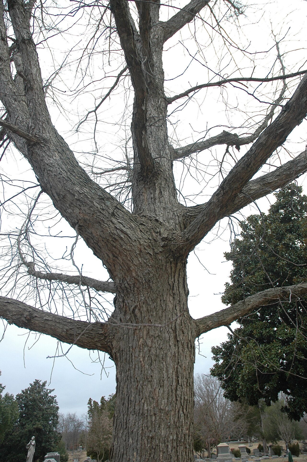 Yellow chestnut oak: Quercus muehlenbergii