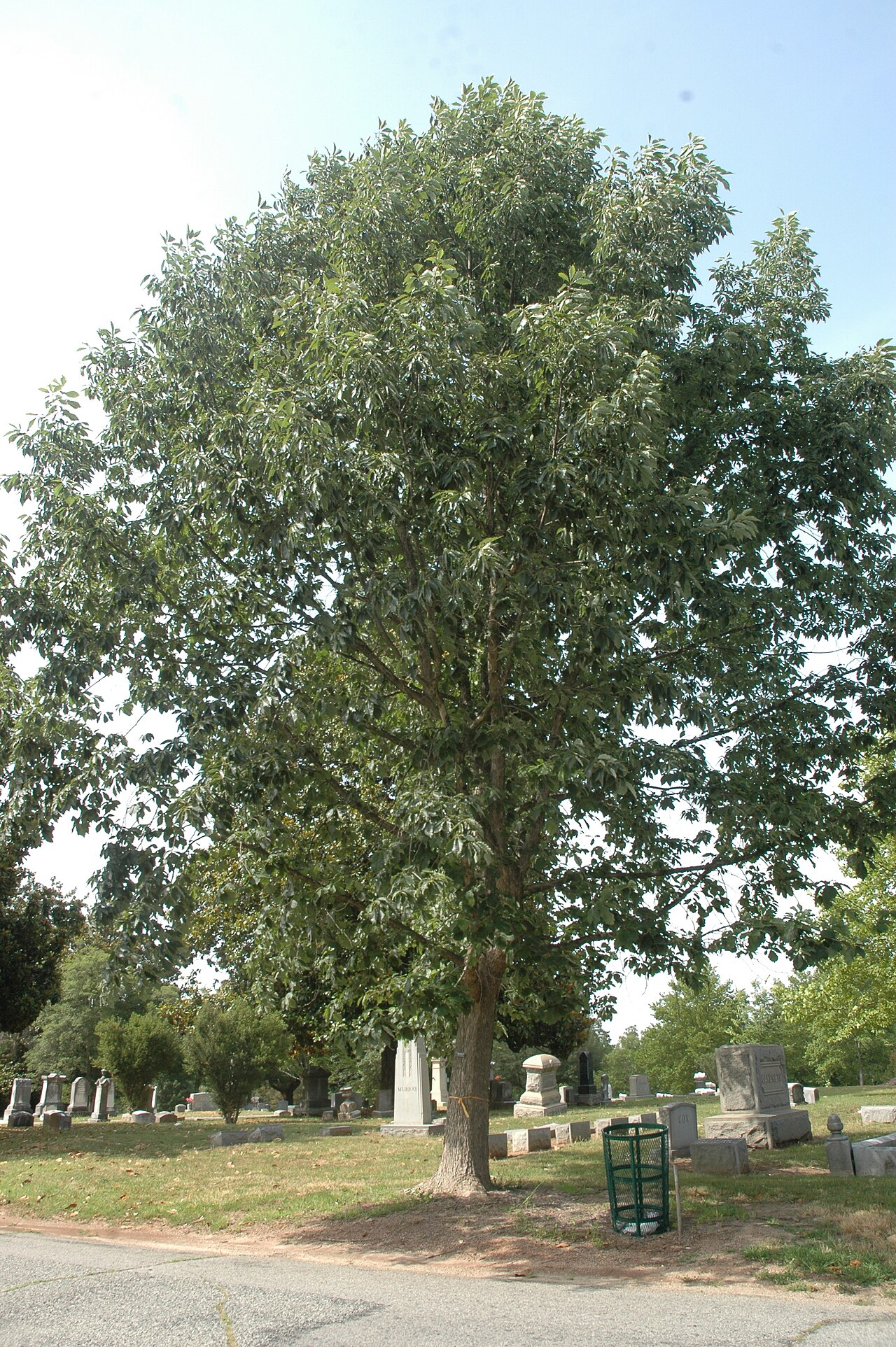 Yellow chestnut oak: Quercus muehlenbergii