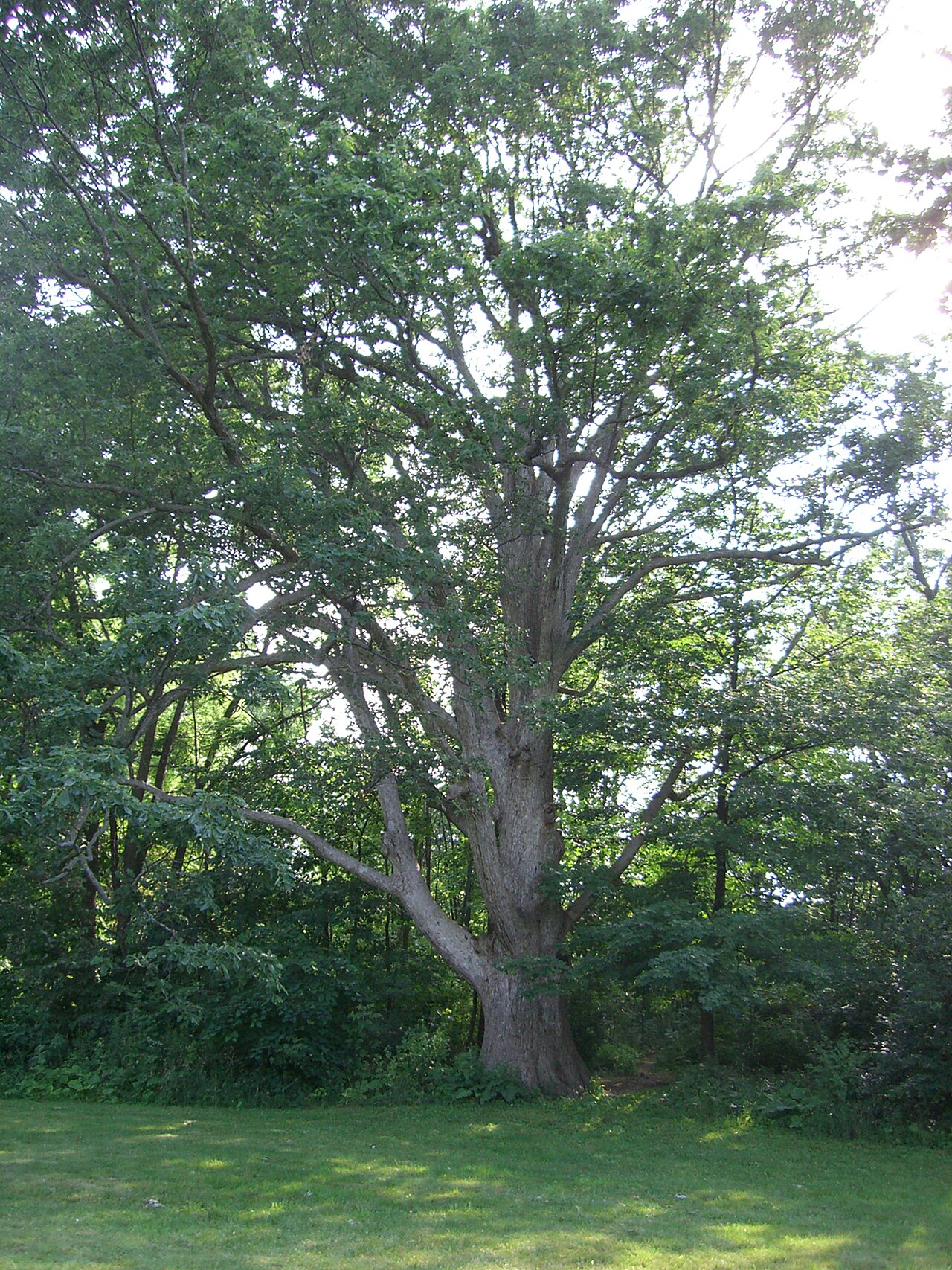 Yellow chestnut oak: Photo of an 150-year-old chinkapin oak in Ann Arbor, Michigan.