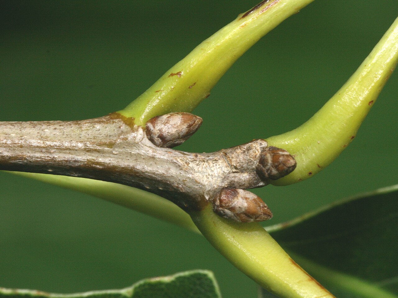 Yellow chestnut oak: Buds of Quercus muehlenbergii, Arboretum in Brno, Czech Republic