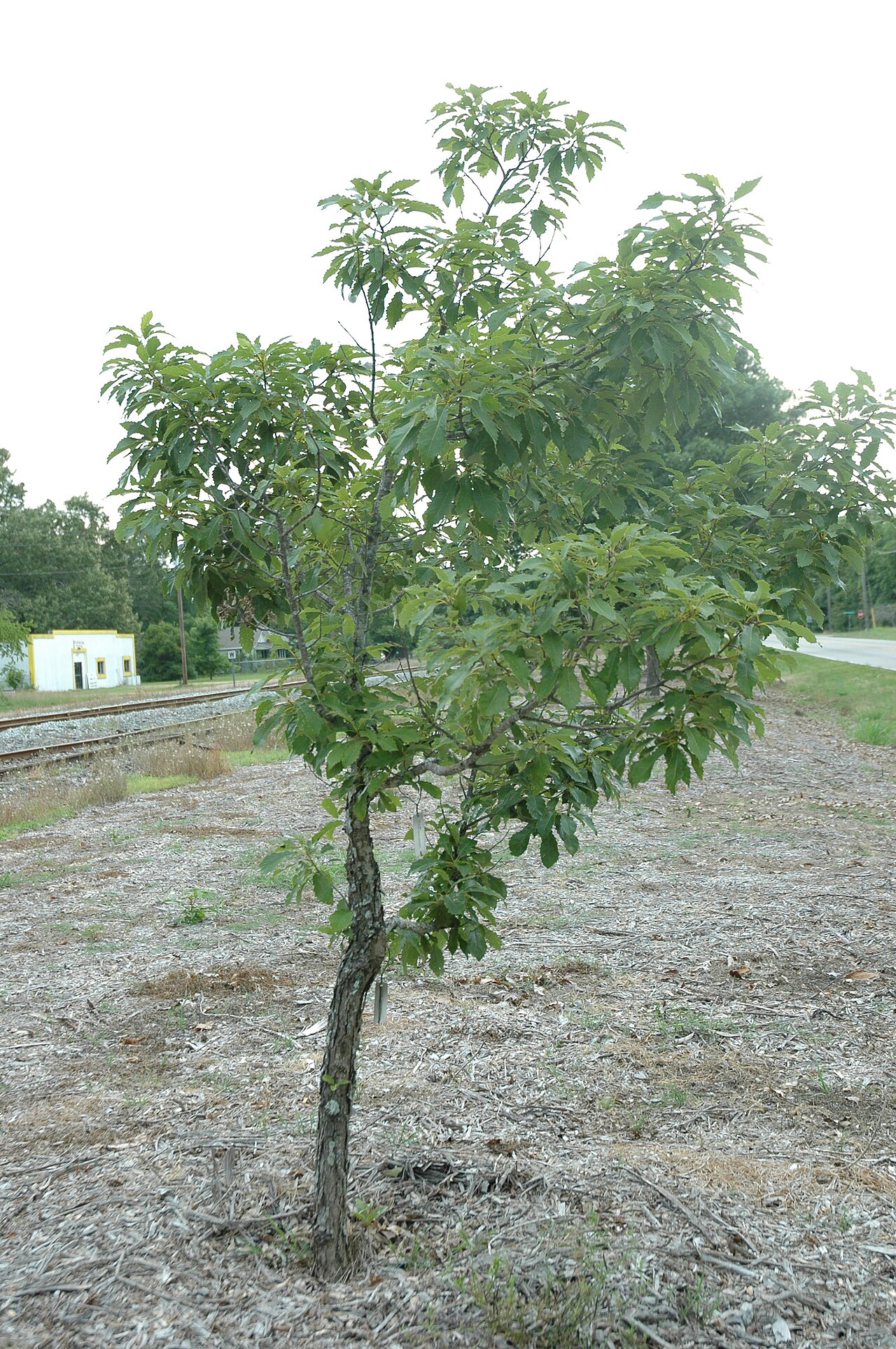 Yellow chestnut oak: Quercus muehlenbergii
