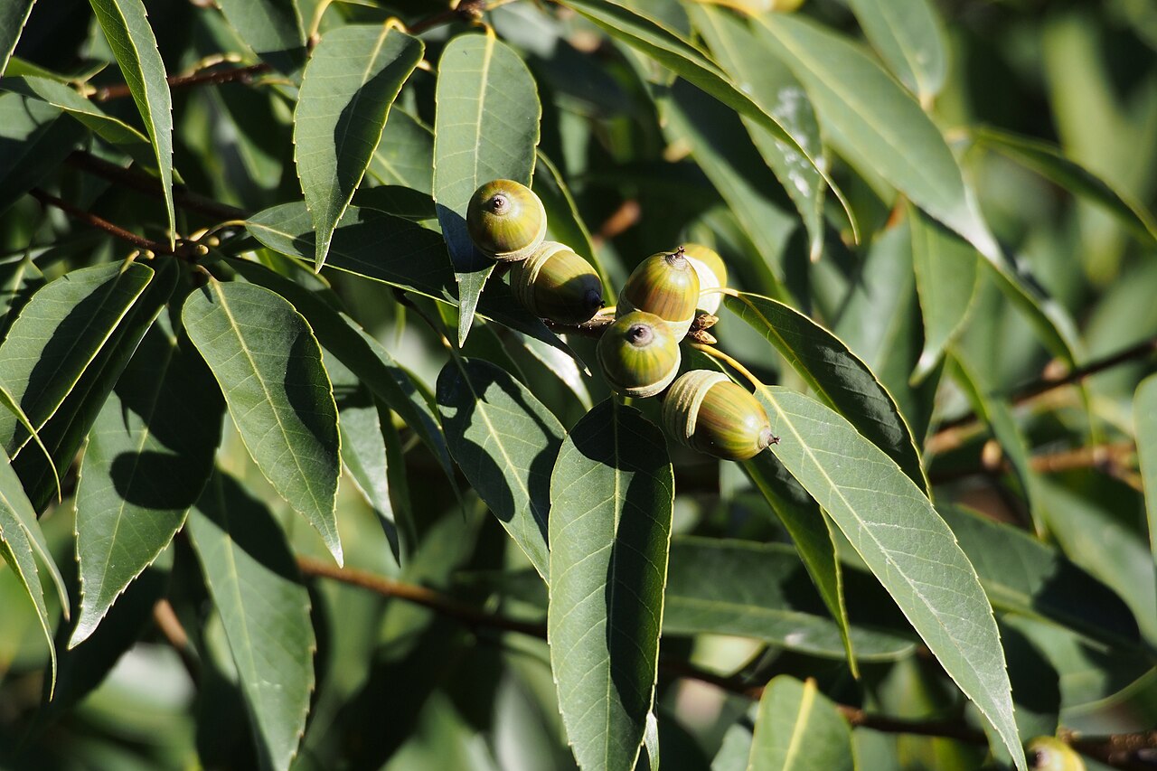 Bamboo-leaf oak: シラカシ.