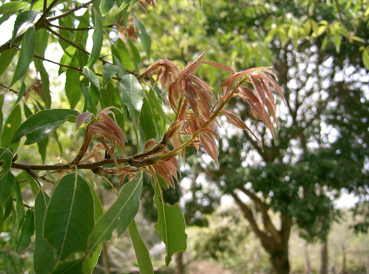 Bamboo-leaf oak: Quercus myrsinifolia