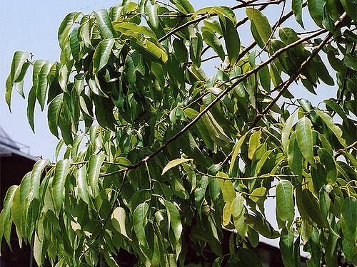 Bamboo-leaf oak: Hojas de Quercus myrsinifolia, roble de ojas perennes. Foto por usario simismo en Parque Miki-yama Hyogo de Japon, mayo de 2006 シラカシの葉 2006年5月、兵庫県立三木山公園にて投稿者が撮影