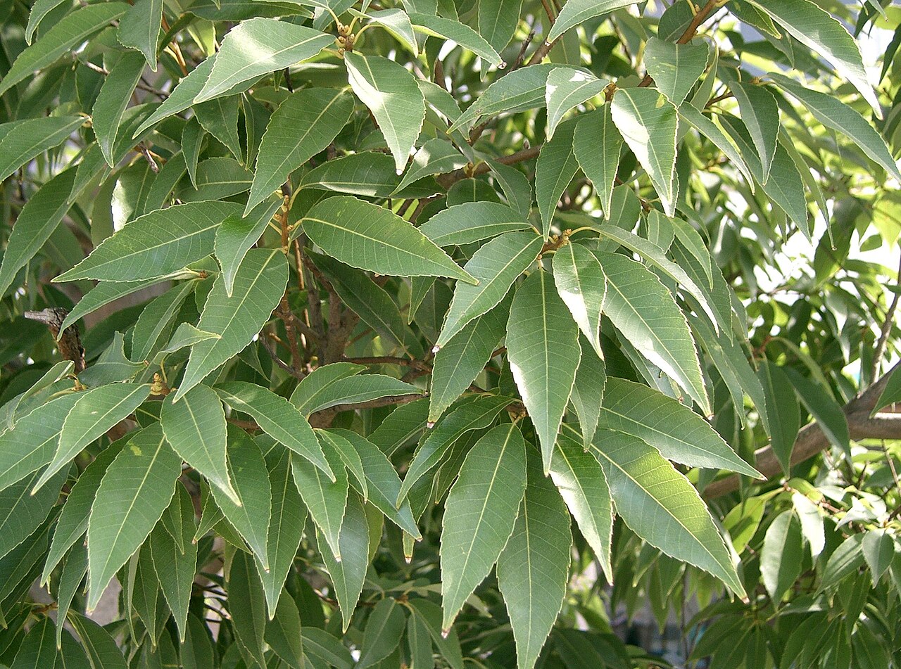 Bamboo-leaf oak: Quercus myrsinifolia