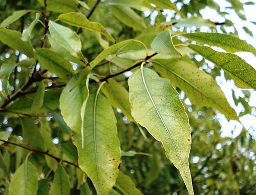 Bamboo-leaf oak: Quercus_myrsinifolia_-_leaves