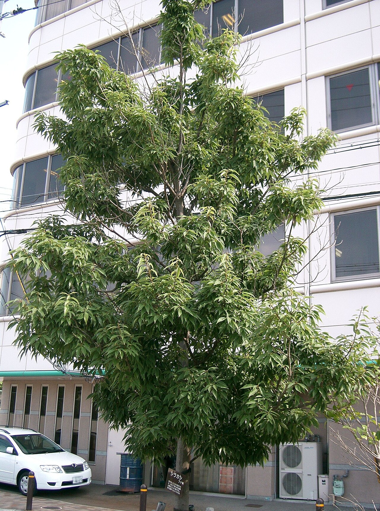 Bamboo-leaf oak: Quercus myrsinaefolia