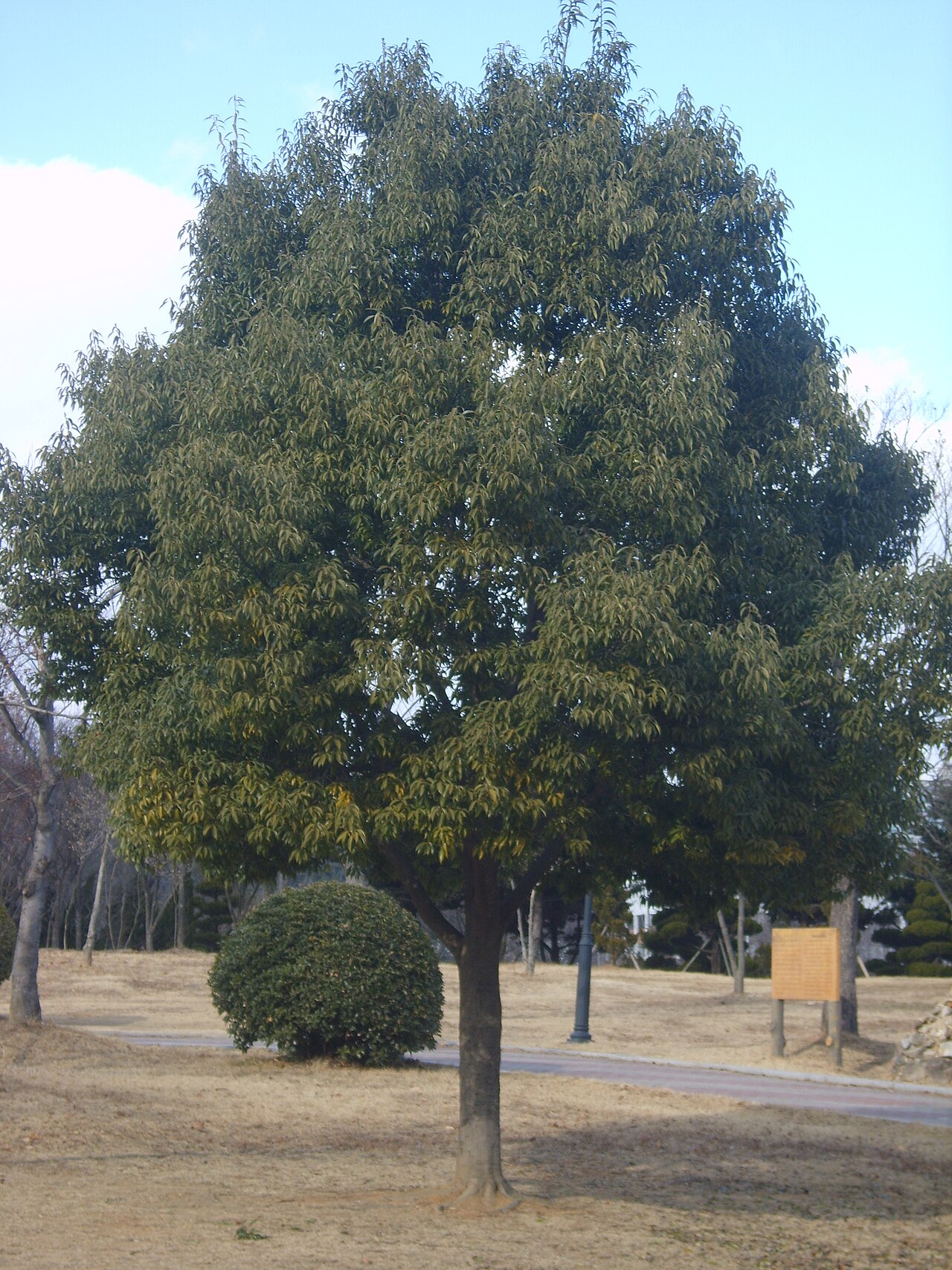 Bamboo-leaf oak: Quercus myrsinifolia . Gwangju Korea. 광주 중외공원에서 찍음
